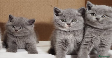 Británico de Pelo Corto gatos British Shorthair  - Anuncio 1