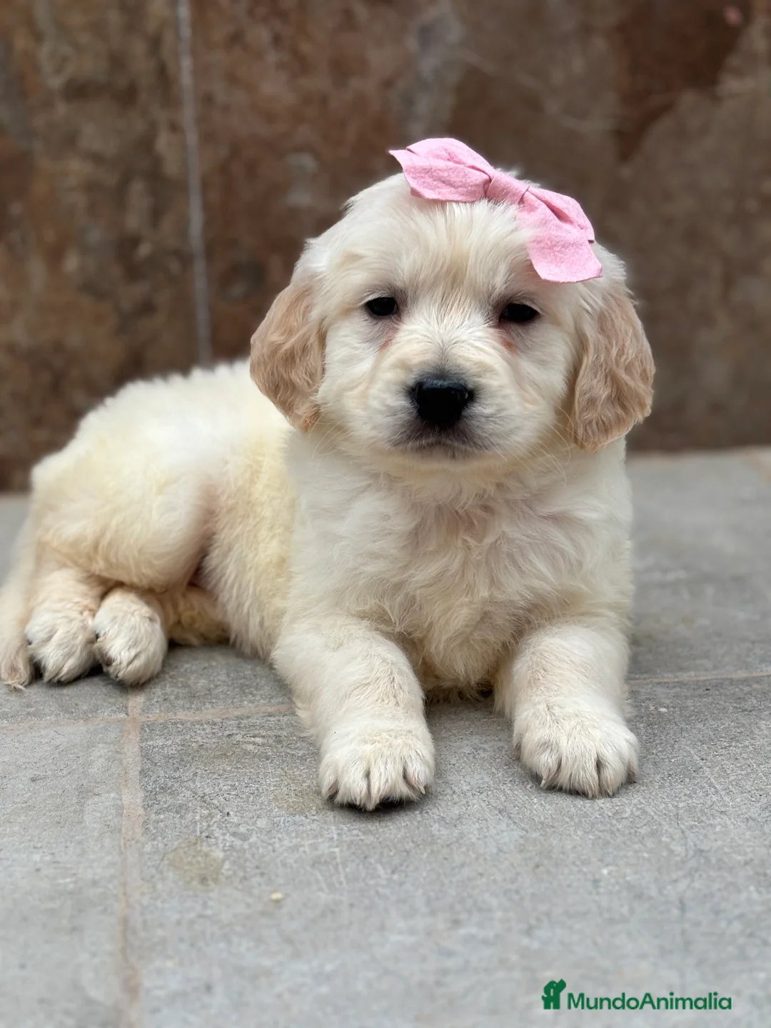 Golden Retriever perros en venta: Últimos machos golden retriever línea americana  en Córdoba - Anuncio 2