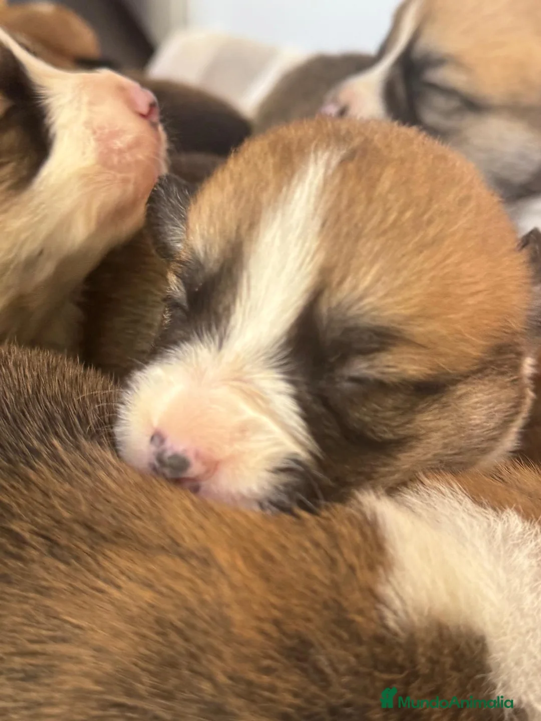 Welsh Corgi Pembroke perros en venta: Corgi Pembroke Valencia Madrid Barcelona pedigree - Anuncio 5