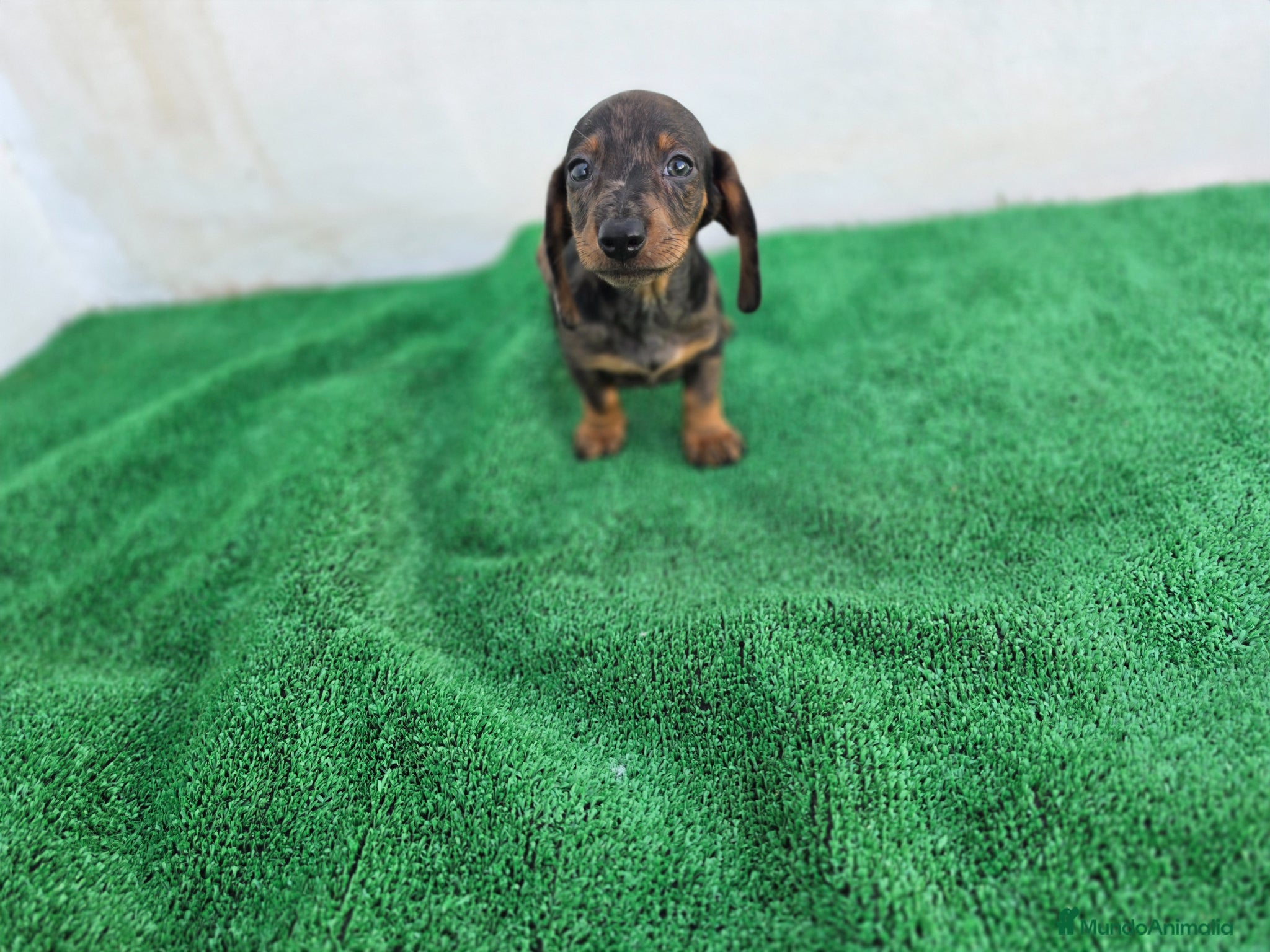 Teckel Miniatura perros TECKEL MINI ARLEQUIN - Anuncio 1