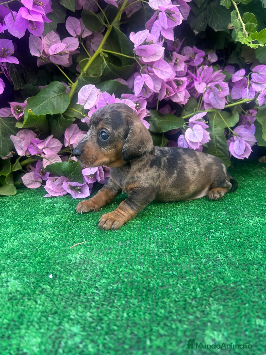 Teckel Miniatura perros en venta: teckel arlequin  - Imagen 3