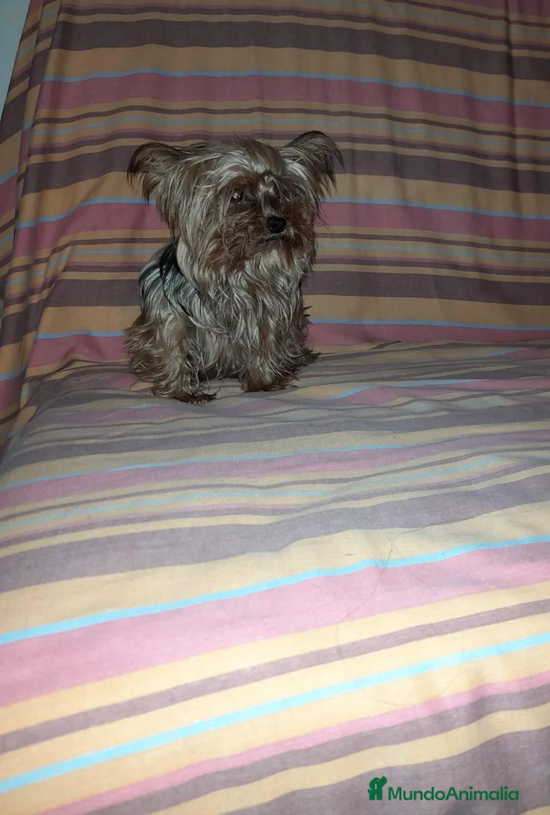 Yorkshire Terrier perros en venta: Yorkshire miniatura en Badajoz - Anuncio 2