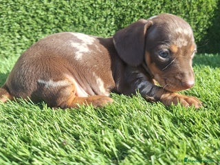 Teckel Miniatura perros - Anuncio 8