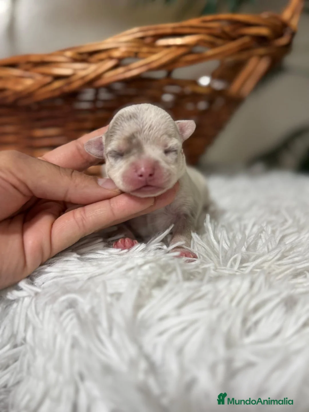 Chihuahua perros en venta: CHIHUAHUA MERLE MACHO - Anuncio 9