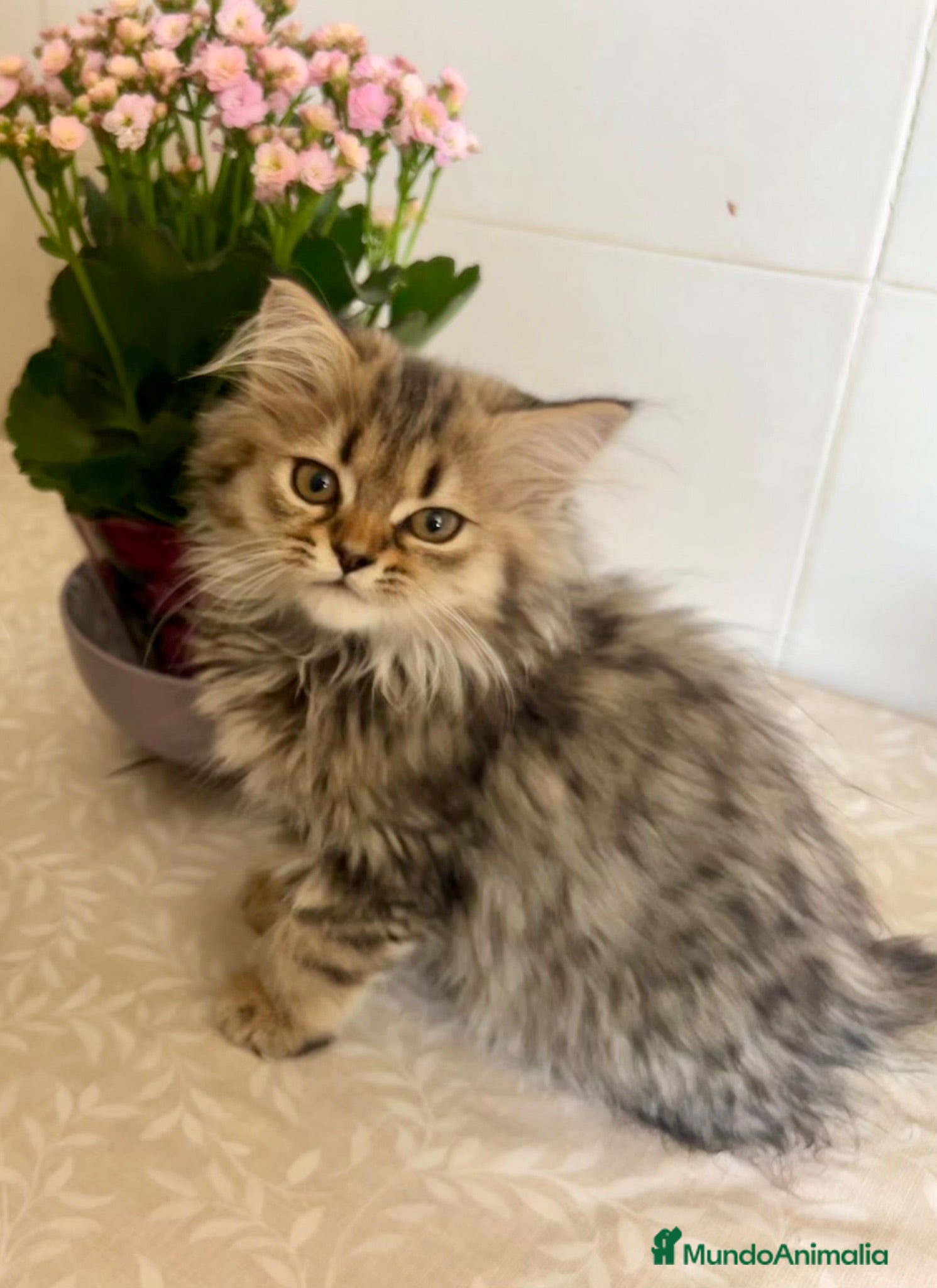 Persa gatos Gatitos persas europeos  - Anuncio 1