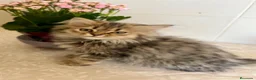 Persa gatos en adopcion: Gatitos persas europeos  - Anuncio 1