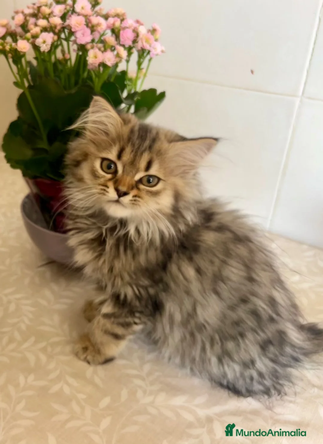 Persa gatos en adopcion: Gatitos persas europeos  - Anuncio 1
