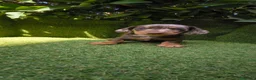 Teckel Miniatura perros en venta: teckel miniatura arlequín chocolate varios colores - Anuncio 29