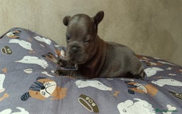 Bulldog Francés perros en venta: Bulldog francés  en León - Imagen 6