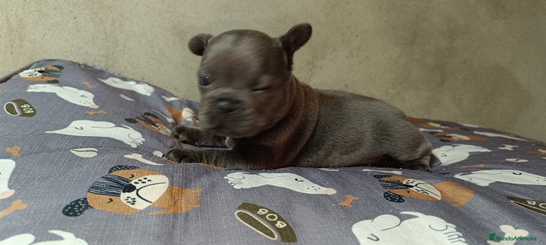 Bulldog Francés perros en venta: Bulldog francés  en León - Imagen 6