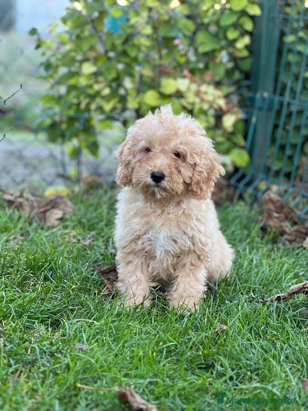 Caniche Enano perros en venta: Caniche enano aprocot - Imagen 2