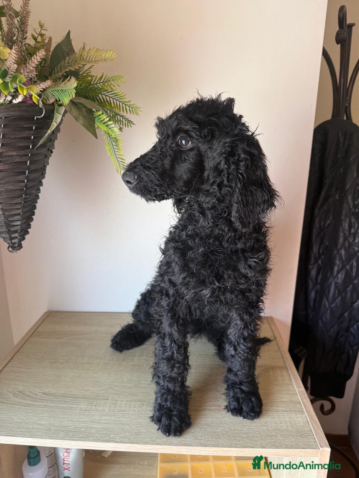 Caniche Gigante perros en venta: Caniche Gigante - Anuncio 2