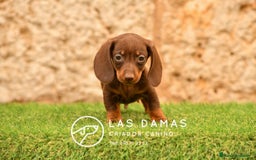 Teckel perros en venta: Teckel 🌭 Pequeños de patas, grandes de alma - Imagen 7