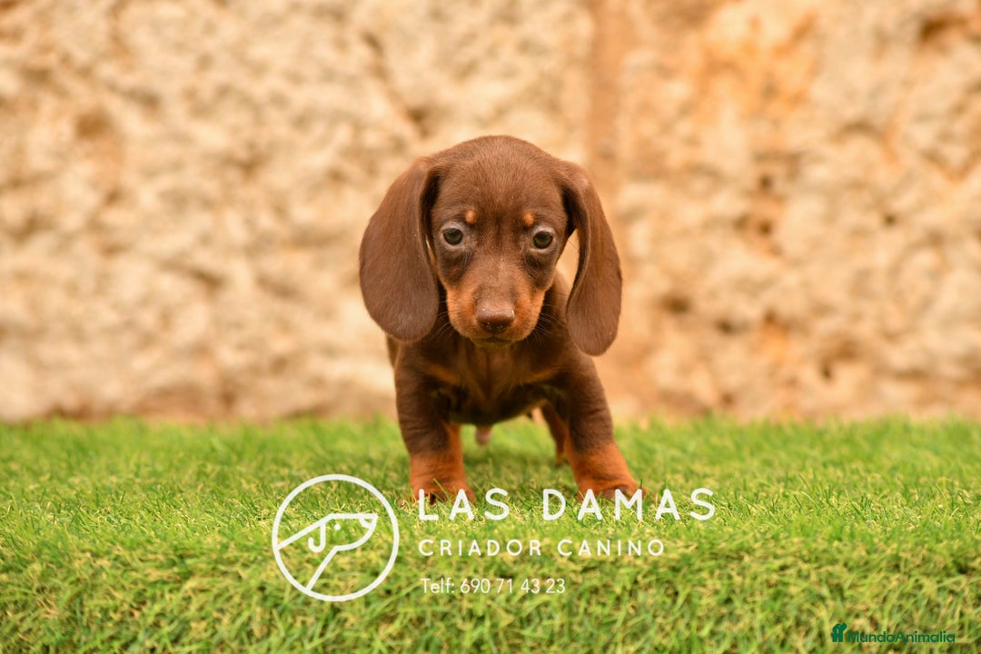 Teckel perros en venta: Teckel 🌭 Pequeños de patas, grandes de alma - Imagen 7