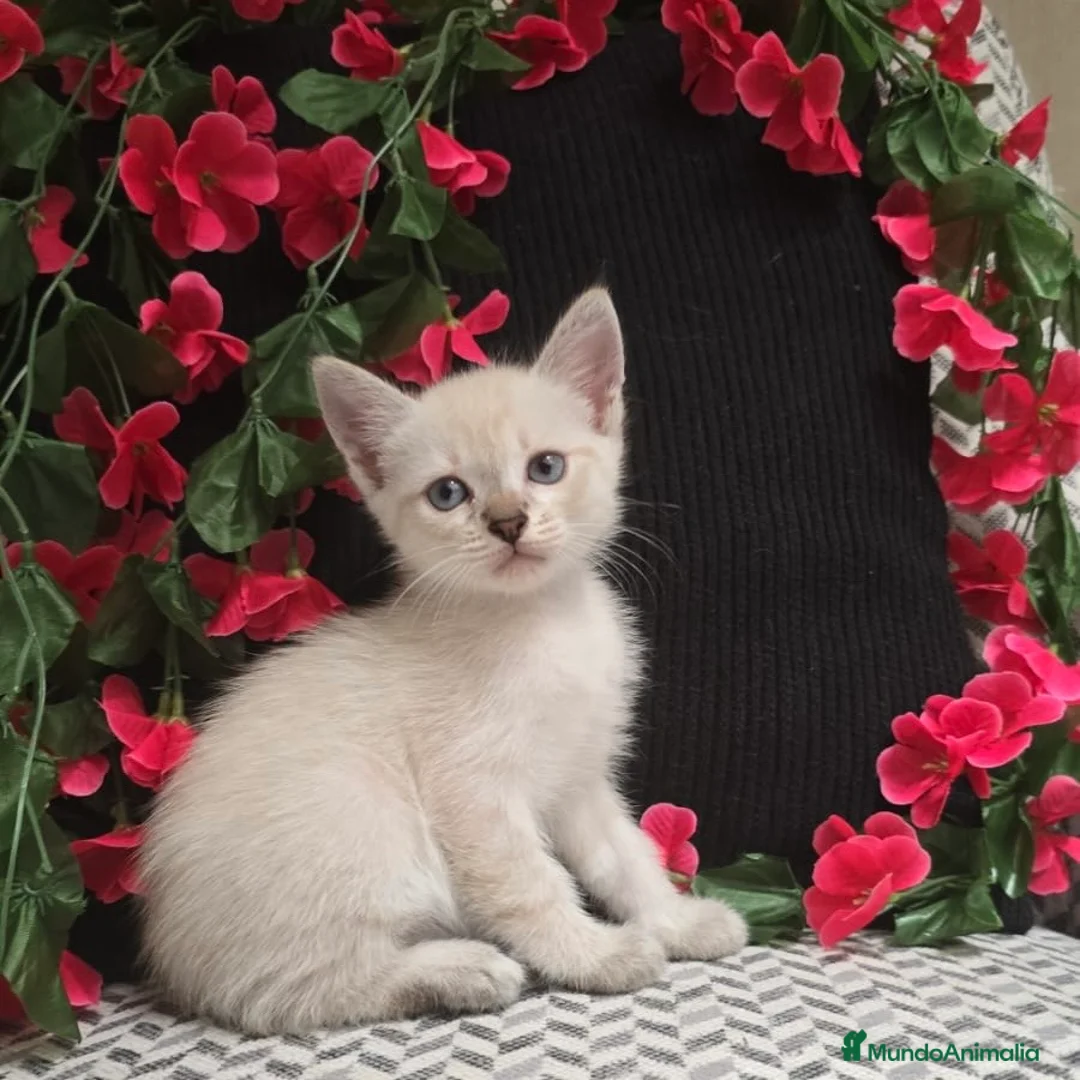 Siamés gatos en venta: Siamés  - Anuncio 1