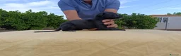 Galgo Español perros en venta: camada galgo español - Anuncio 4