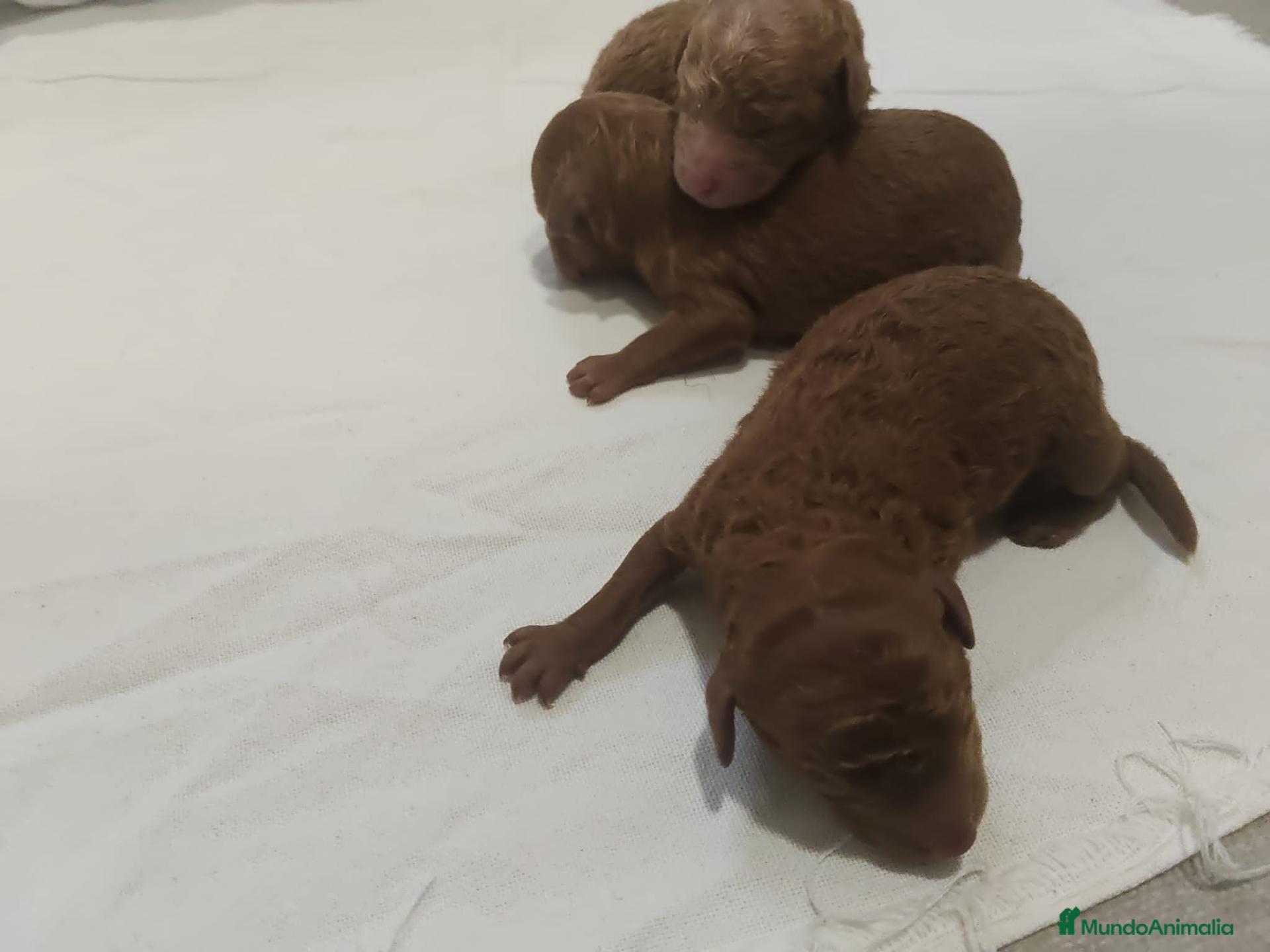 Caniche Toy perros Caniche toy ❤️ informacion☎️ - Anuncio 21