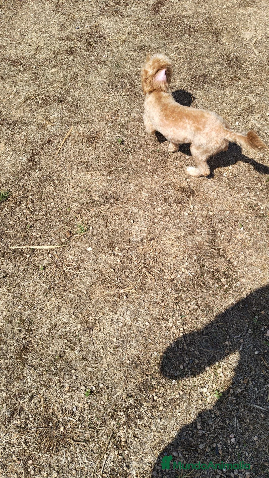 Maltipoo perros en venta: Maltipoo - Anuncio 2