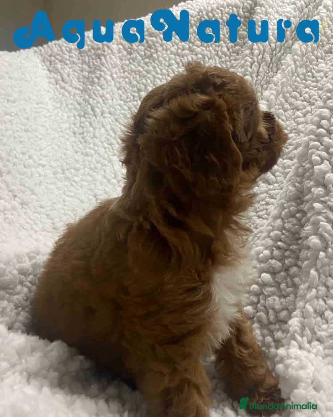 Havapoo perros  Havapoo Hembra 1 de Haya y Can AQUANATURA - Anuncio 2