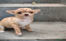 Chihuahua perros en venta: Chihuahua Toy hembra atigrada  - Imagen 1