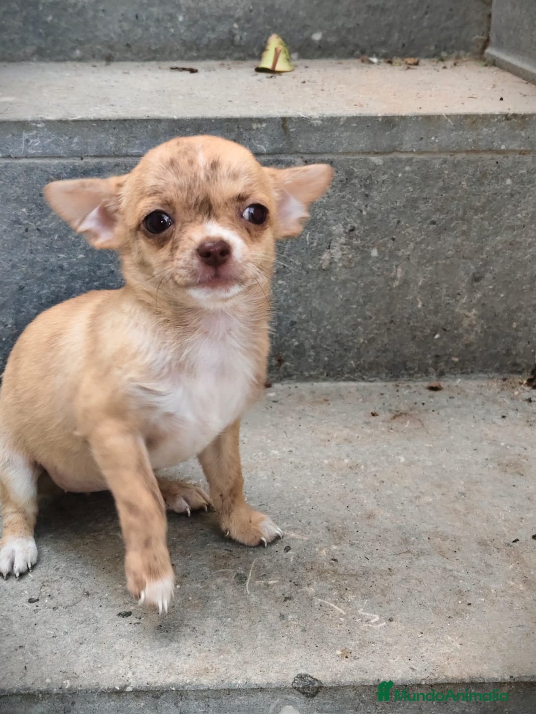 Chihuahua perros en venta: Chihuahua Toy hembra atigrada  - Imagen 1