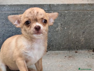 Chihuahua perros - Anuncio 31