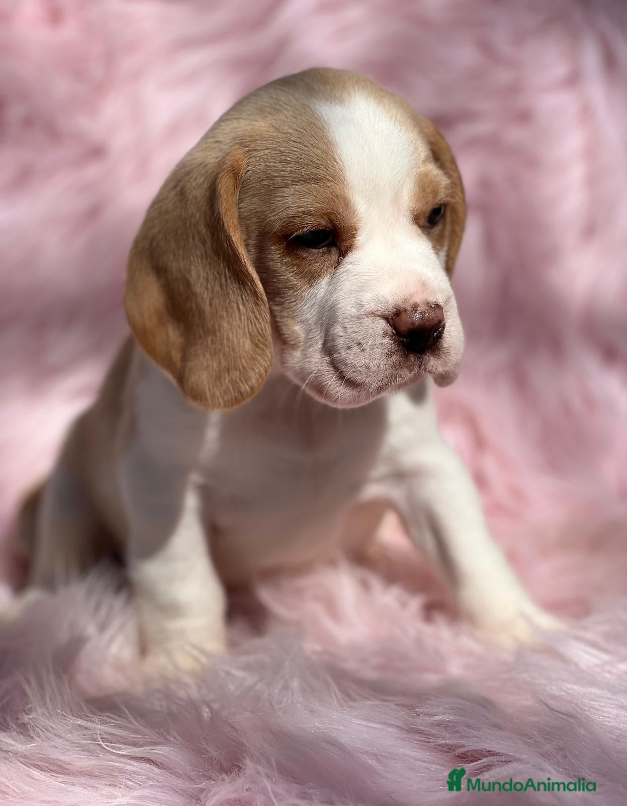 Beagle perros Beagle en Barcelona - Anuncio 2