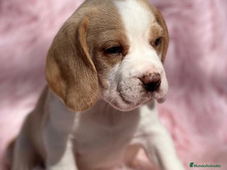 Beagle perros en Barcelona - Anuncio 10