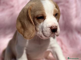 Beagle perros Beagle en Barcelona - Anuncio 7