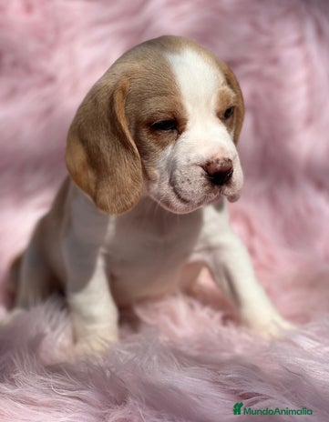 Beagle perros en Barcelona - Anuncio 11