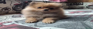 Pomerania Cachorro 