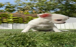 Chihuahua perros en venta: CHIHUAHUA MACHO - Imagen 23