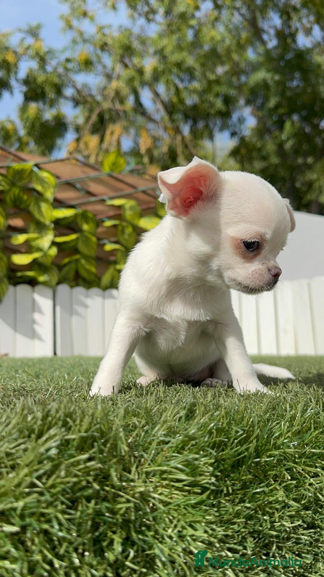 Chihuahua perros en venta: CHIHUAHUA MACHO - Imagen 23