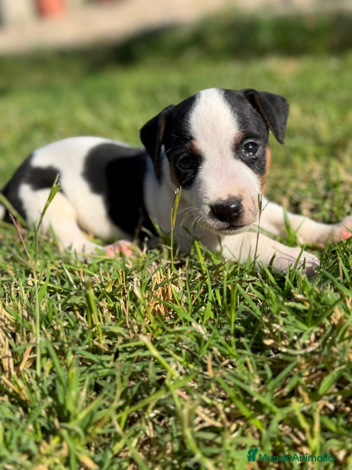 Jack Russell Terrier perros Disponible Machos de Jack Rusell - Anuncio 1
