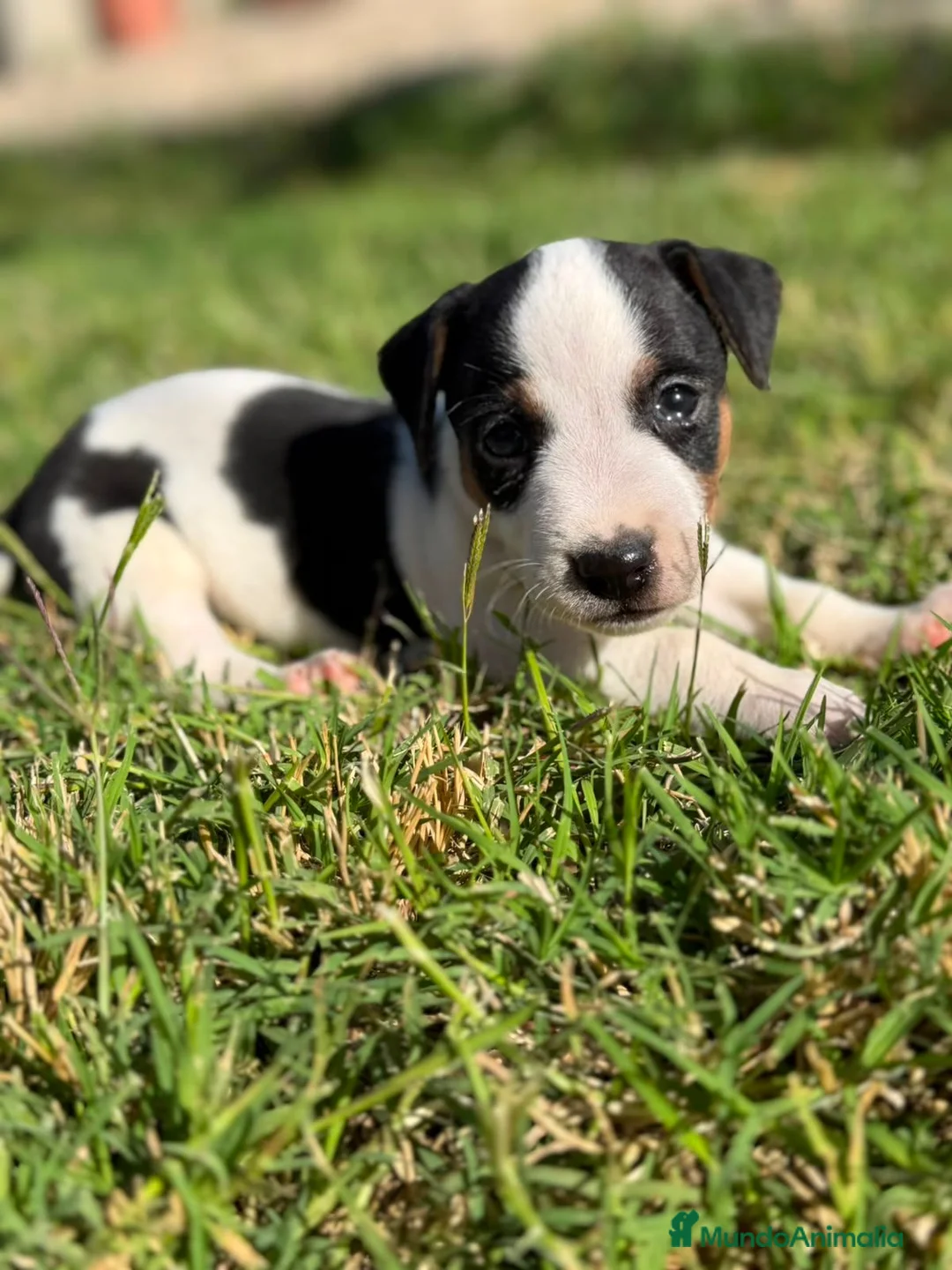 Jack Russell Terrier perros en venta: Disponible Machos de Jack Rusell - Anuncio 1
