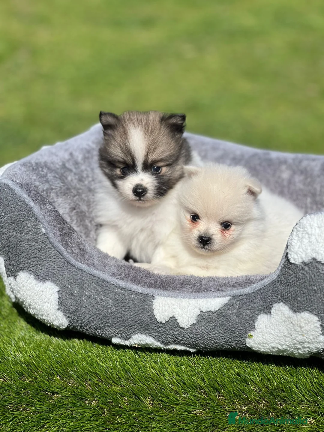 Pomerania perros en venta: Pomerania Toy – machos y hembras disponibles - Anuncio 6