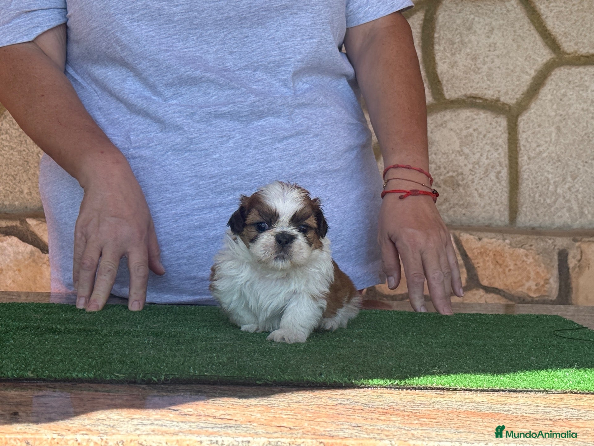 Shih Tzu perros Macho tricolor rojo - Anuncio 1