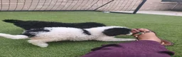Perro de Agua Español perros en venta: Cachorros perros de agua - Anuncio 5