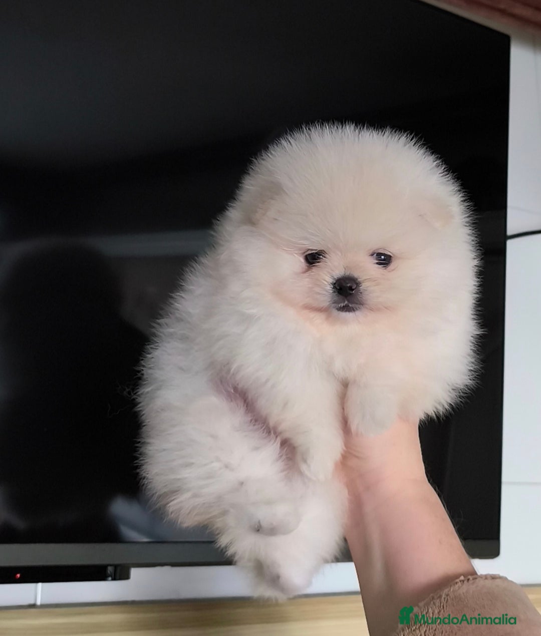 Pomerania perros en venta: Pomerania mini línea rusa y coreana  - Anuncio 4