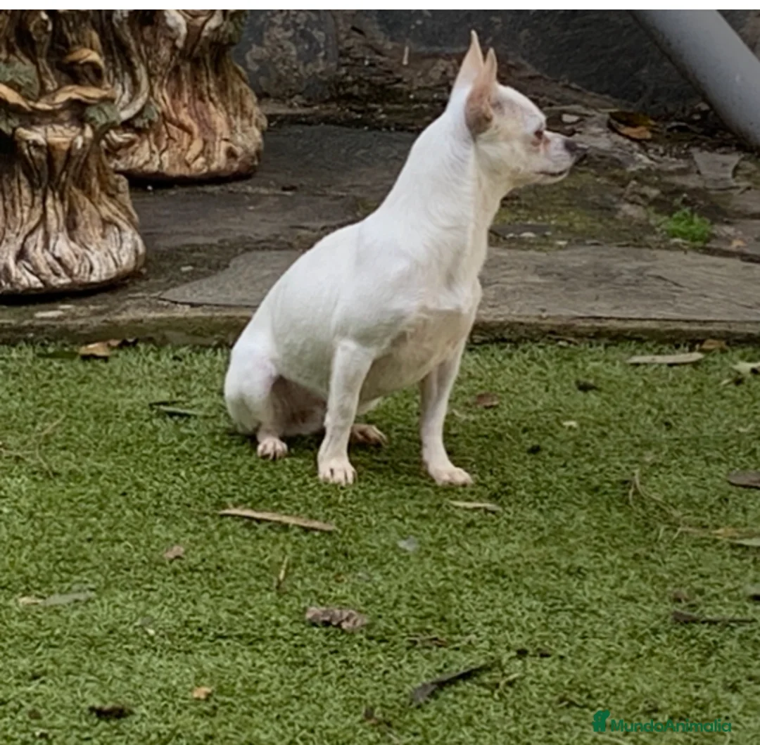 Chihuahua perros en venta: Cachorros chihuahua  - Anuncio 2