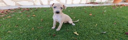 Pequeño Lebrel Italiano perros en venta: Galgo Piccolo Enano cachorro macho - Anuncio 3