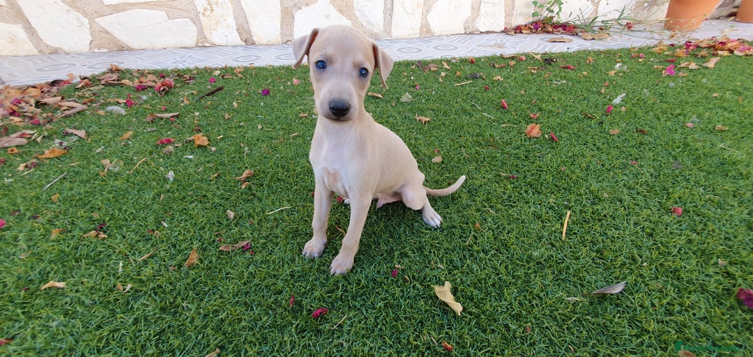 Pequeño Lebrel Italiano perros en venta: Galgo Piccolo Enano cachorro macho - Imagen 3
