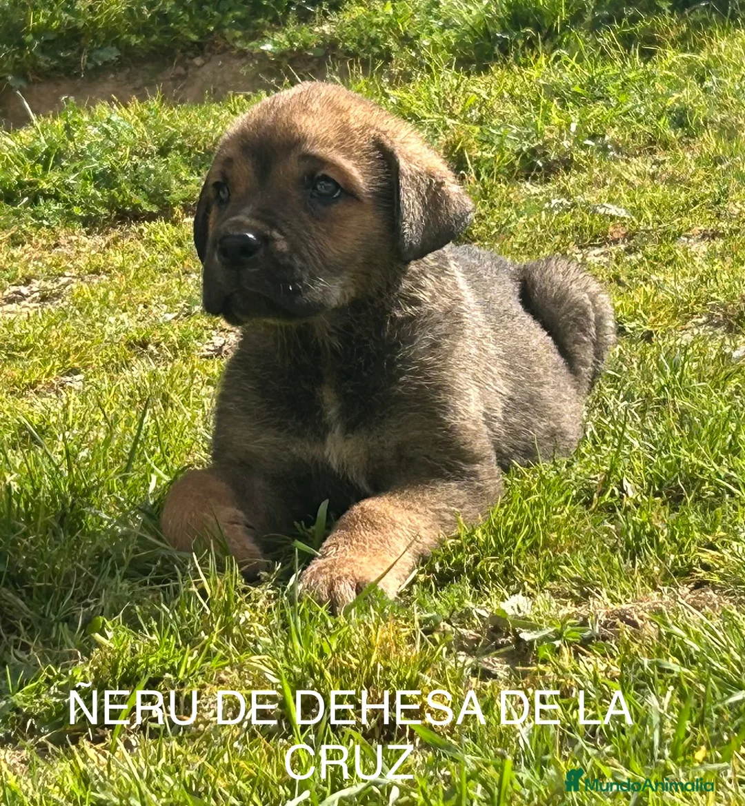 Mastín Español perros en venta: CACHORROS DE MASTÍN ESPAÑOL  - Anuncio 12