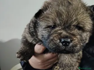 Chow Chow perros Camada de Chow Chow disponibles!!! - Anuncio 1