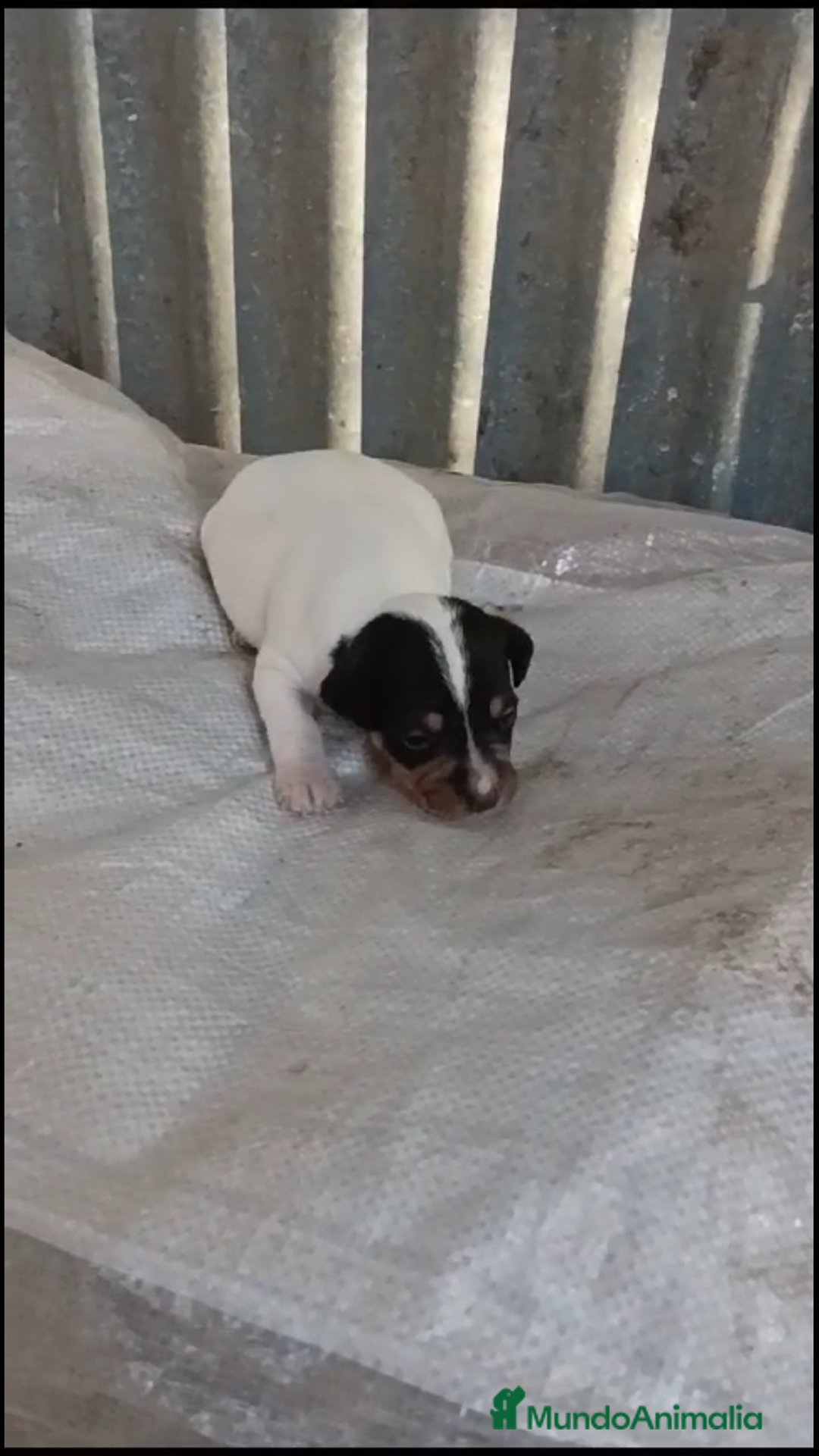 Ratonero Bodeguero Andaluz perros en venta: BODEGUEROS ANDALUCES  - Imagen 2