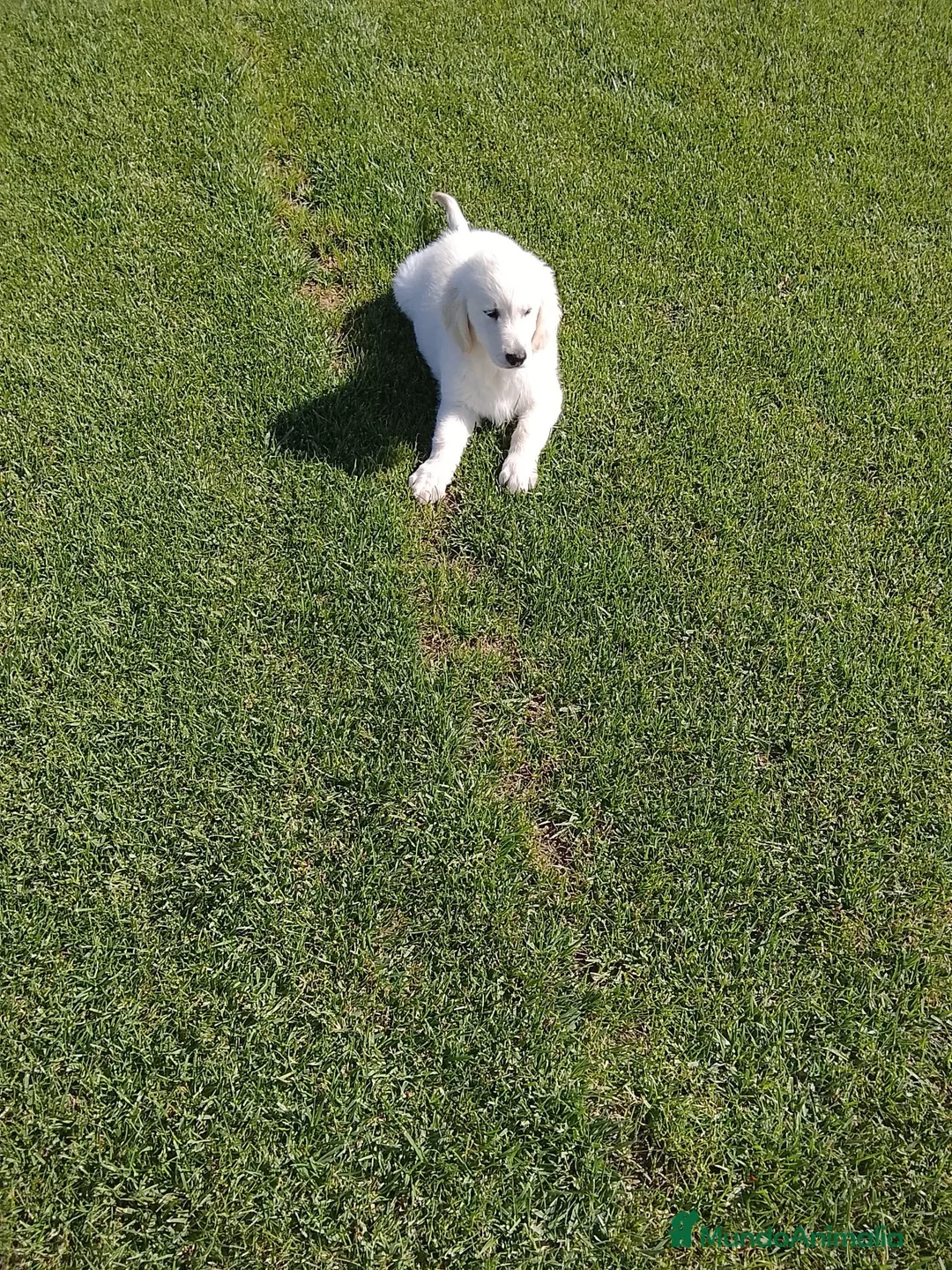 Golden Retriever perros en venta: Cachorro macho de golden retriever  - Anuncio 1