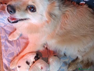 Pomerania perros Pomerania - Anuncio 19