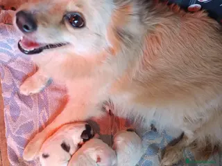 Pomerania perros Pomerania - Anuncio 26