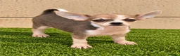 Chihuahua perros en venta: Chihuahua  - Anuncio 1