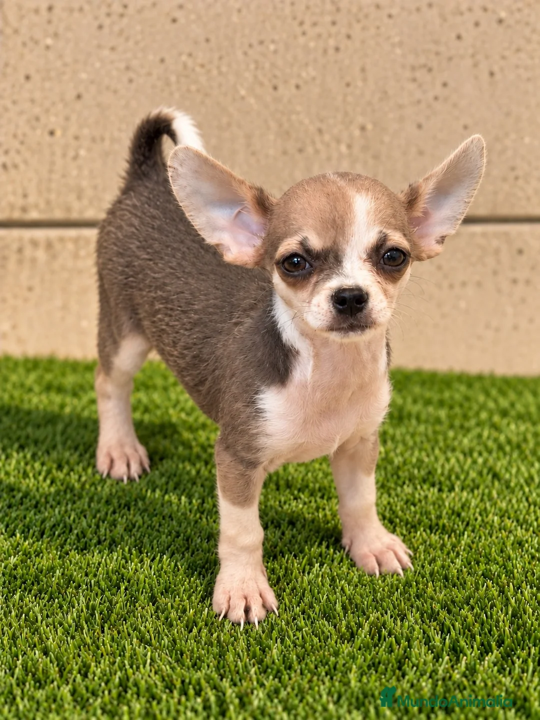 Chihuahua perros en venta: Chihuahua  - Anuncio 1